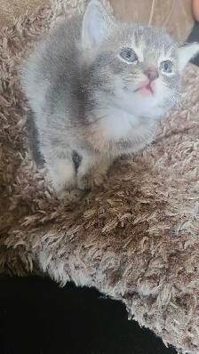 1 male 1 female kitten