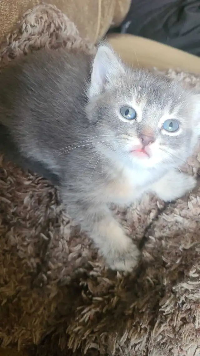 1 male 1 female kitten - Photo 2