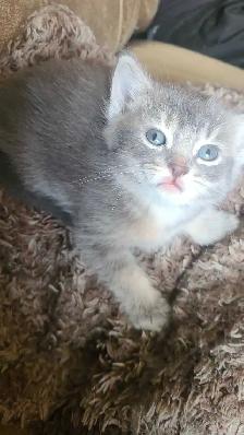 1 male 1 female kitten - Photo 2