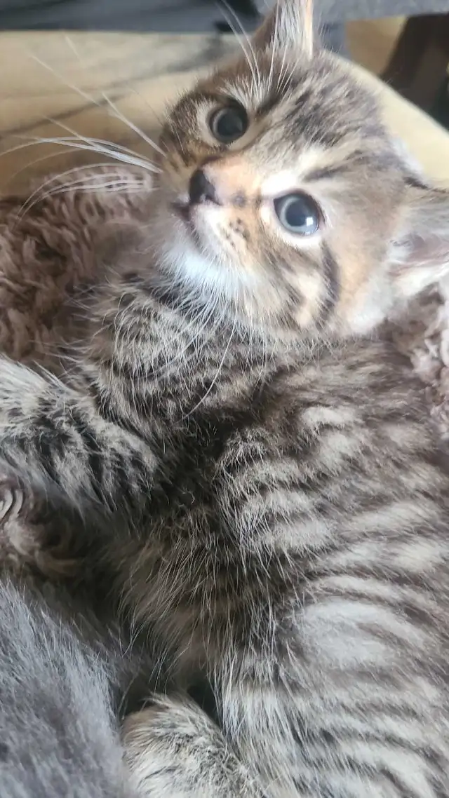 1 male 1 female kitten - Photo 3