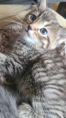 1 male 1 female kitten - Photo 3