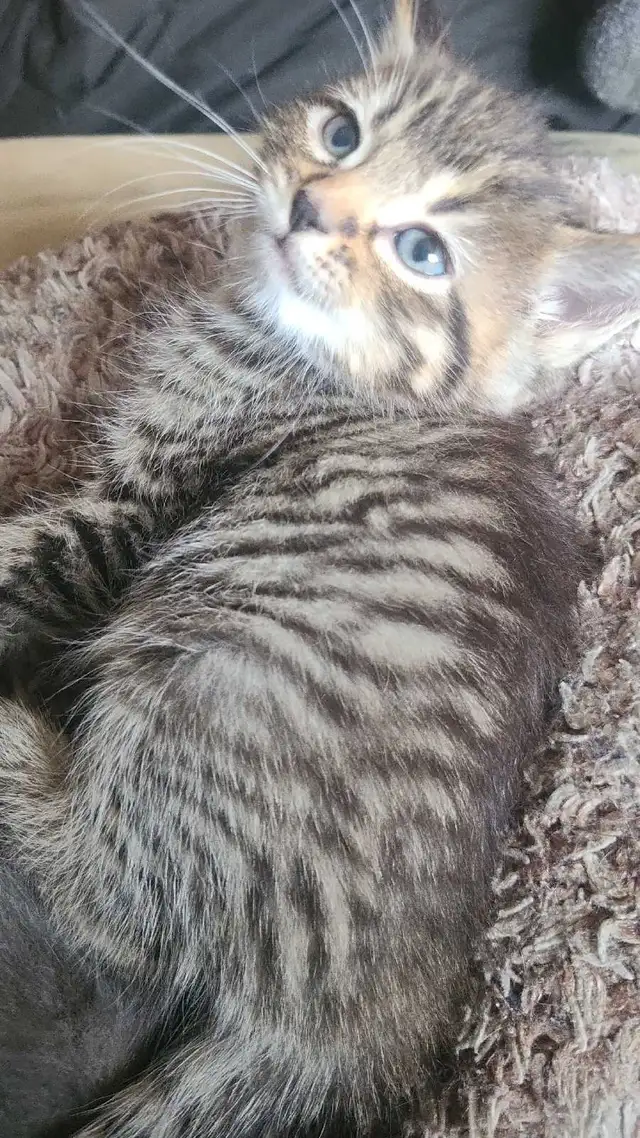 1 male 1 female kitten - Photo 4