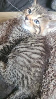 1 male 1 female kitten - Photo 4