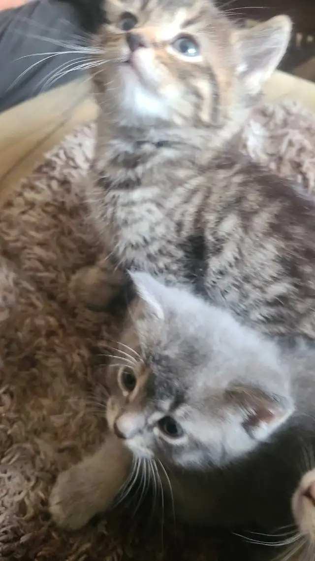 1 male 1 female kitten - Photo 5