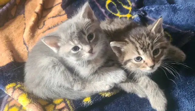 1 male 1 female kitten - Photo 6