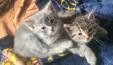 1 male 1 female kitten - Photo 6