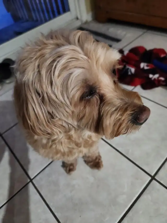 Pet sitting - Photo 2