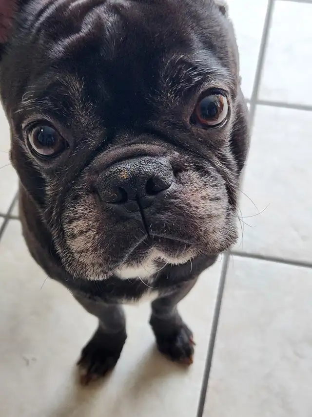 Pet sitting - Photo 3