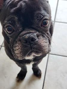 Pet sitting - Photo 3