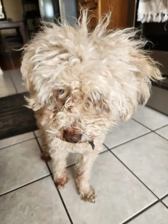 Pet sitting - Photo 4