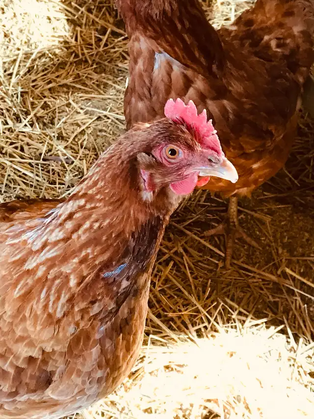 chickens, young laying hens