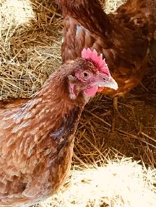 chickens, young laying hens