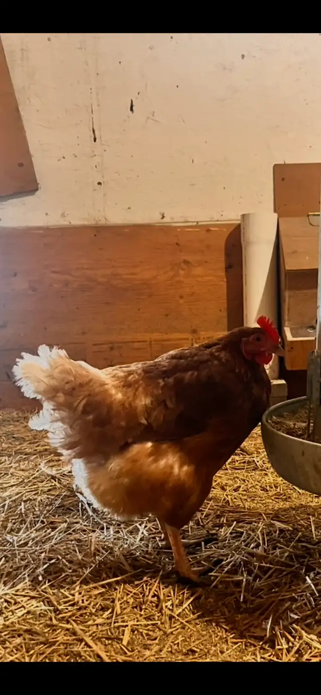 chickens, young laying hens - Photo 2