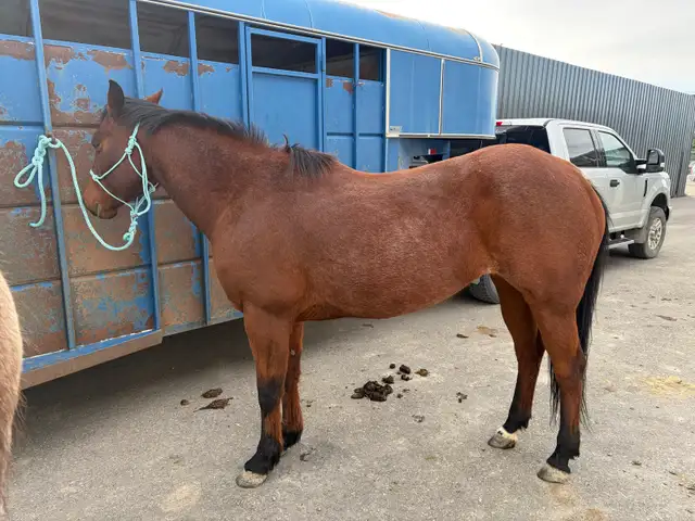 horses for sale - Photo 2