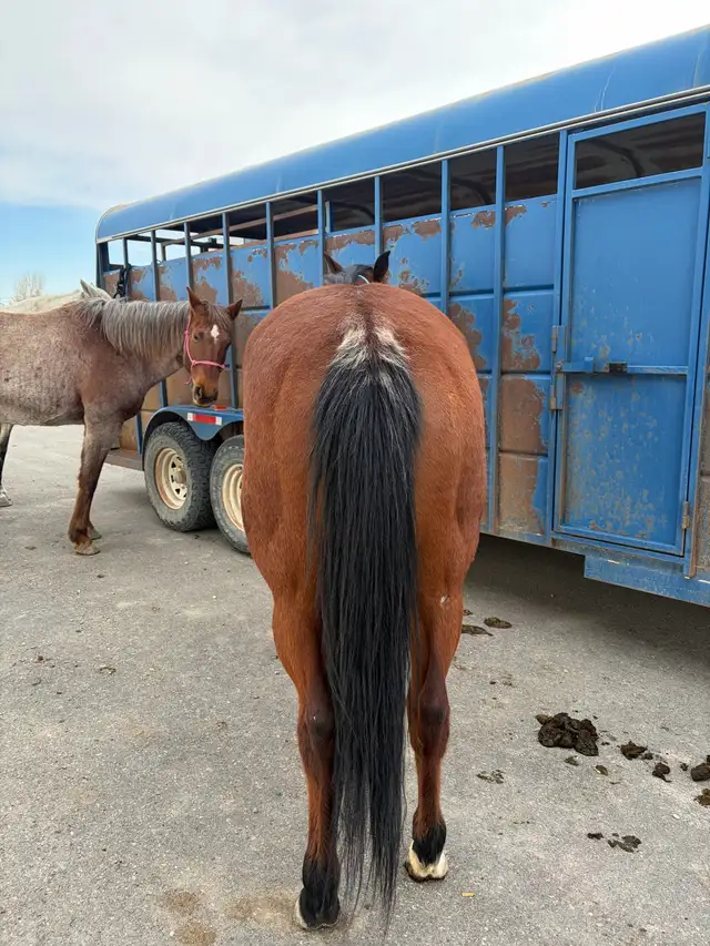 horses for sale - Photo 3