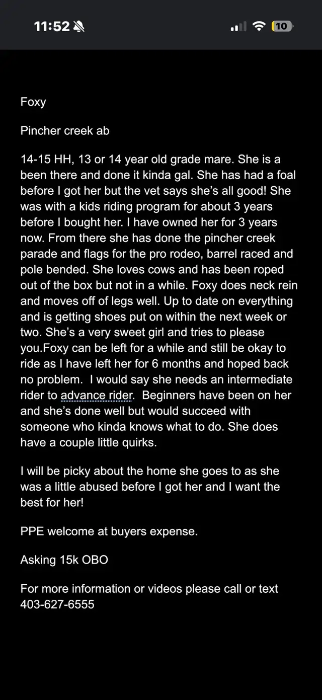 horses for sale - Photo 4