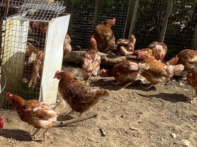 Laying Hens - Photo 2