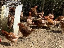 Laying Hens - Photo 2