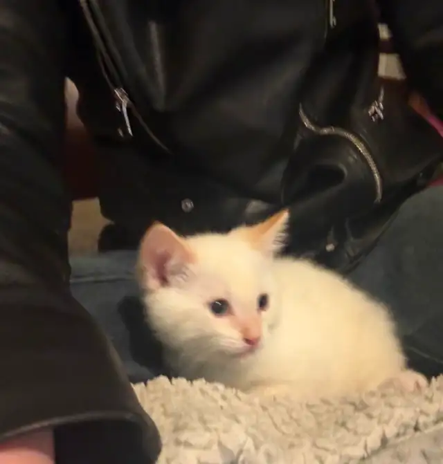 SIAMESE KITTENS!! - Photo 4