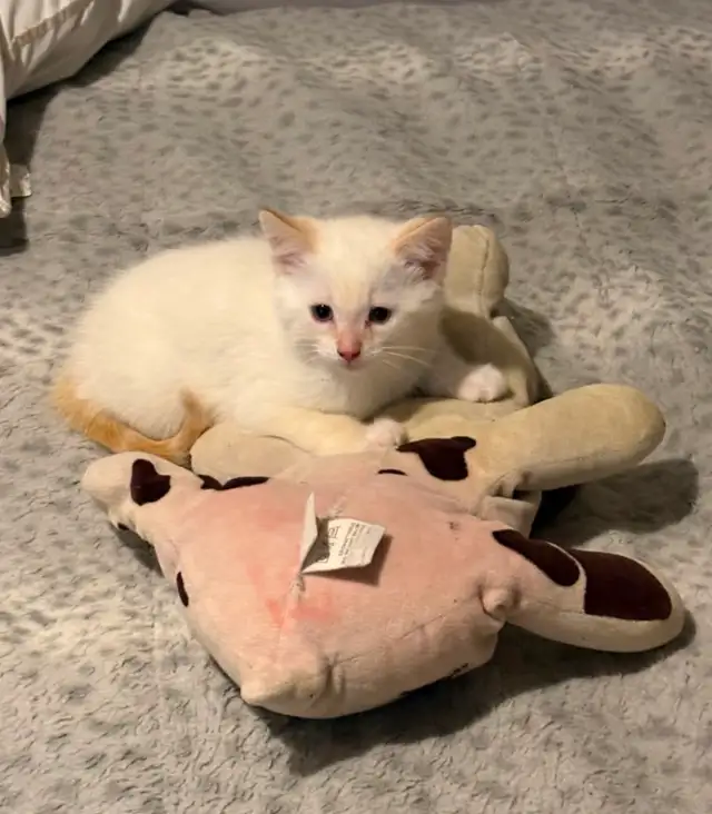 SIAMESE KITTENS!! - Photo 5