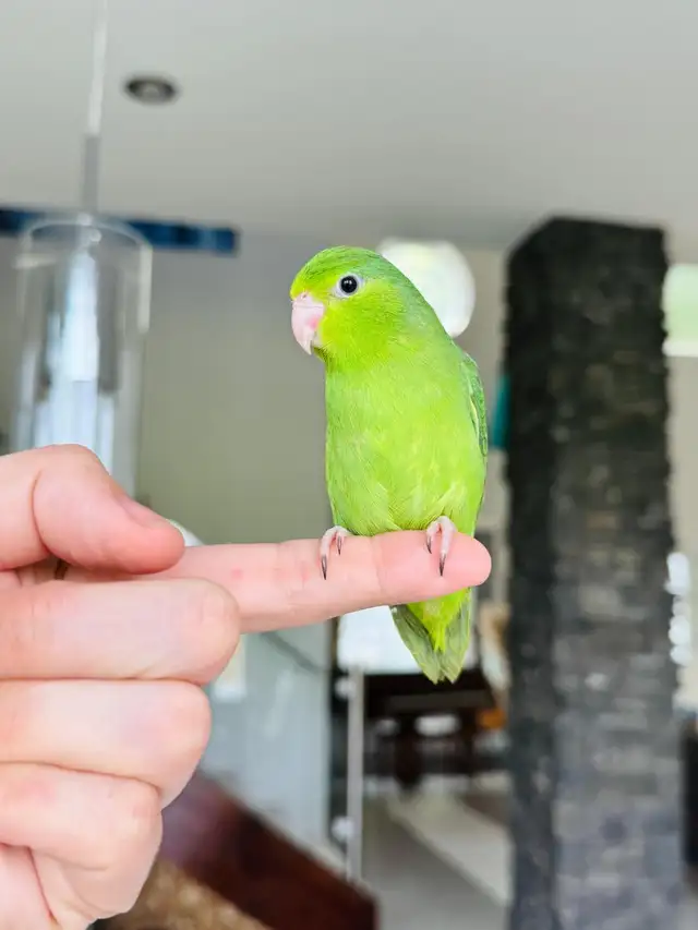 handfed and handtame parrotlets
