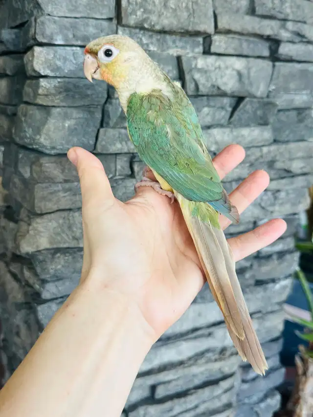 handtame and super friendly conures