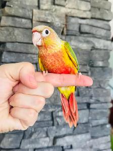 handtame and super friendly conures - Photo 4