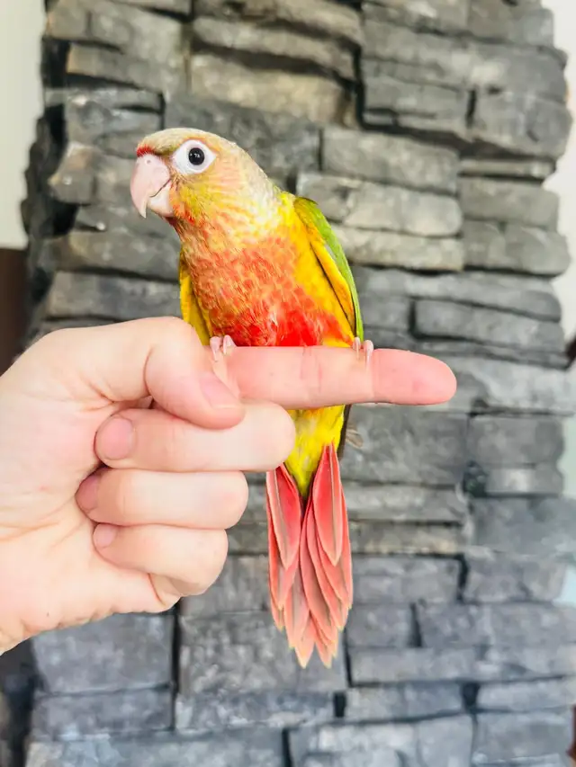 handtame and super friendly conures - Photo 5