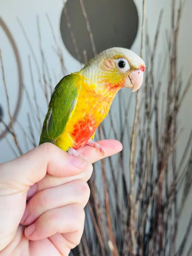 handtame and super friendly conures - Photo 6