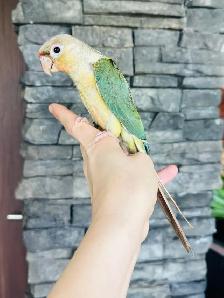 super friendly and handtame conure babies