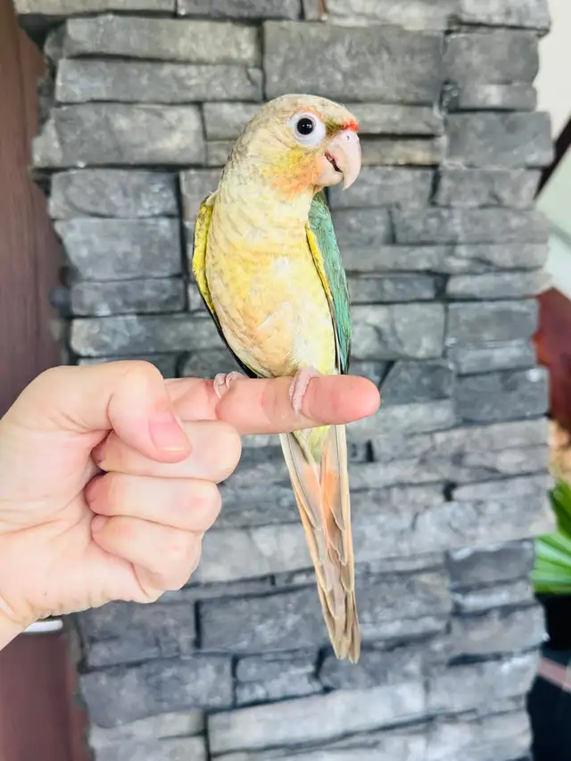 super friendly and handtame conure babies - Photo 2