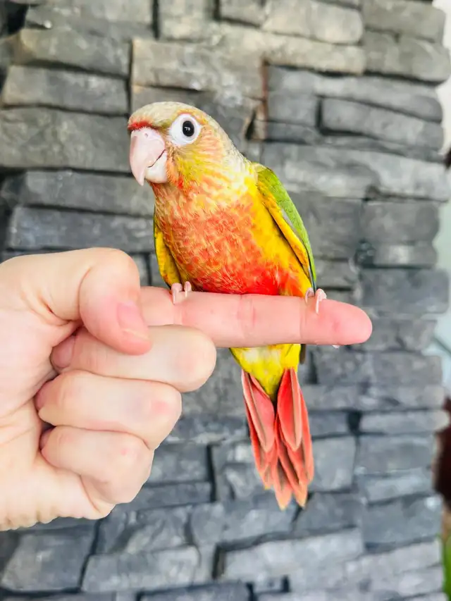 super friendly and handtame conure babies - Photo 4