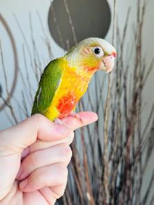 super friendly and handtame conure babies - Photo 5
