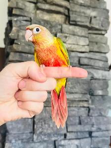 super friendly and handtame conure babies - Photo 6