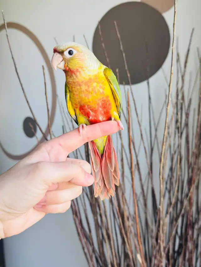 super friendly and handtame conure babies - Photo 7