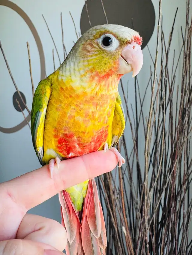 super friendly and handtame conure babies - Photo 8