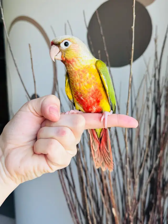 super friendly and handtame conure babies - Photo 9