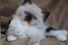 GORGEOUS BABY BICOLOR WHITEMITTED RAGDOLLS !!