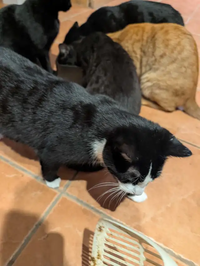 kittens for rehoming