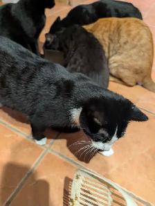 kittens for rehoming