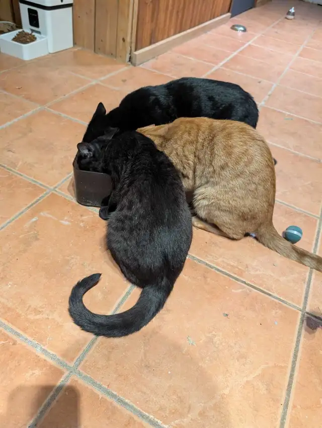 kittens for rehoming - Photo 2