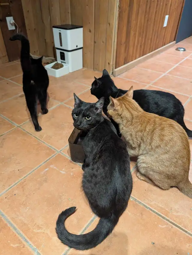 kittens for rehoming - Photo 3