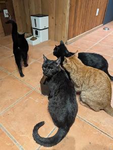 kittens for rehoming - Photo 3