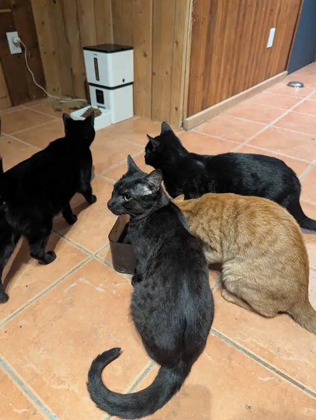 kittens for rehoming - Photo 4