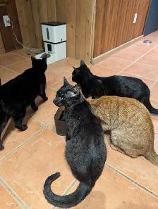 kittens for rehoming - Photo 4