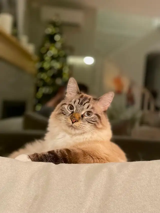 Make Cat for Rehoming - Himalayan cross