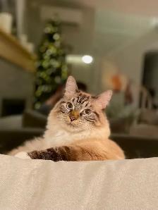 Make Cat for Rehoming - Himalayan cross