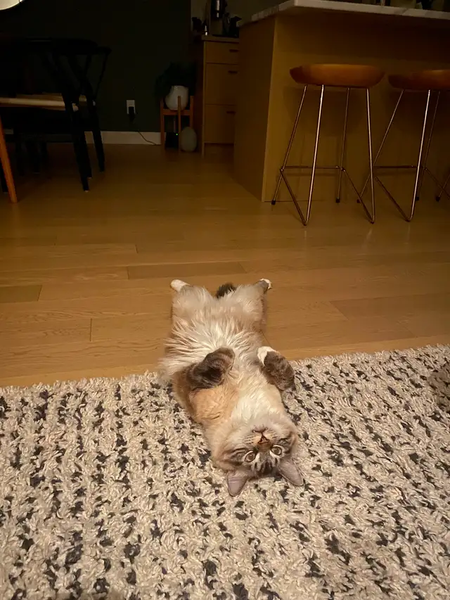 Make Cat for Rehoming - Himalayan cross - Photo 2