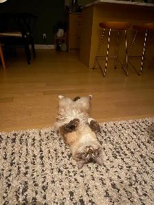 Make Cat for Rehoming - Himalayan cross - Photo 2