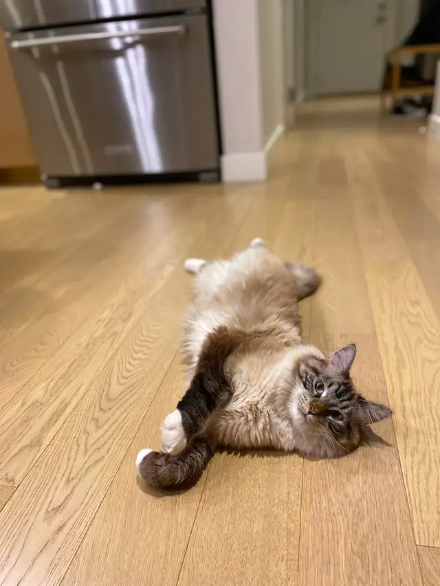 Make Cat for Rehoming - Himalayan cross - Photo 3